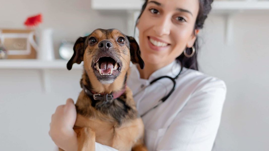 a veterinarian holding a dog