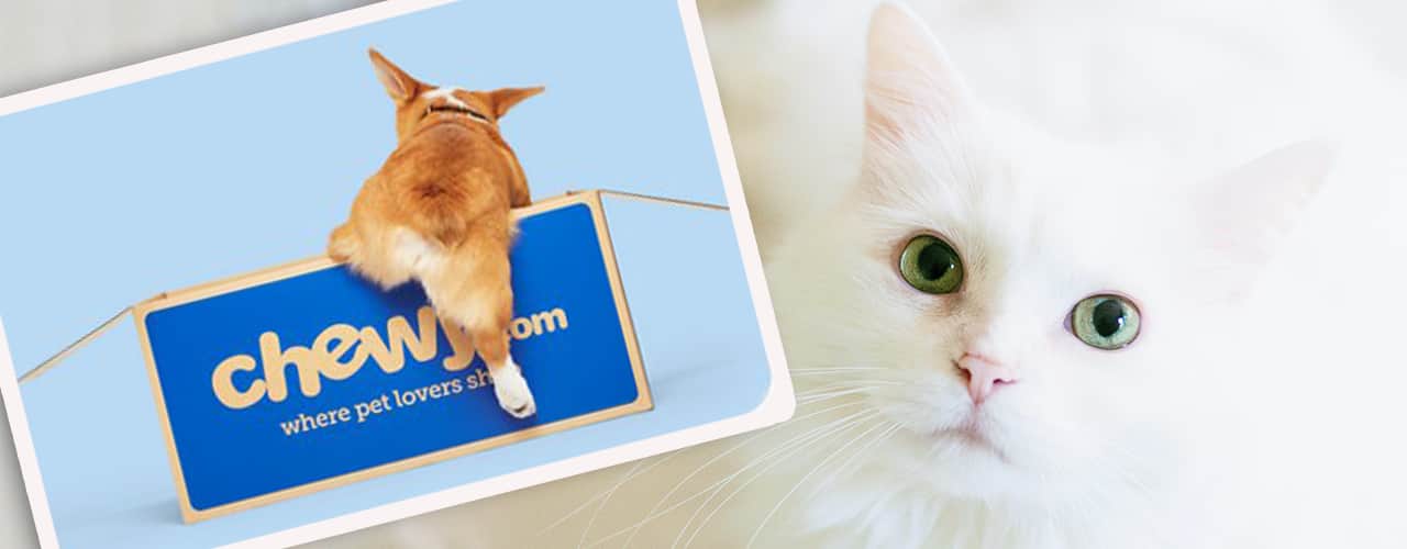Chewy gift card deals banner shows a corgi climbing in a chewy boxy overlaid a picture of a cat's face up close.
