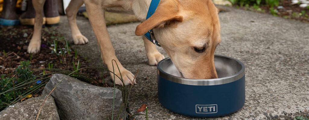 Yellow lab drinking out of a YETI dog bowl